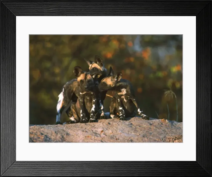 Framed Print : African Wild Dogs - 3 month old Wild Dog pups at the densite Moremi, Botswana, Africa Framed Print : African Wild Dogs - 3 month old Wild Dog pups at the densite Moremi, Botswana, Africa