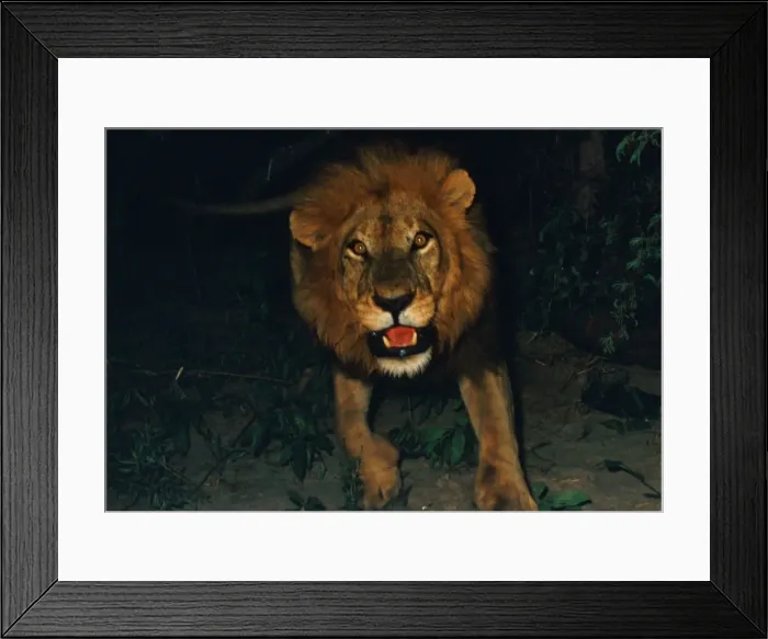 Framed Print : Lion charging - Lions become active at night, when its cooler. Then they become aggressive and bolder towards humans. Moremi, Botswana, Africa Framed Print : Lion charging - Lions become active at night, when its cooler. Then they become aggressive and bolder towards humans. Moremi, Botswana, Africa