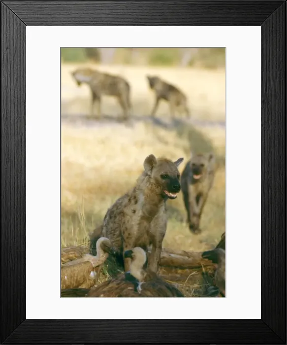 Framed Print : Spotted Hyaenas - Gather quickly around large kills, usually following descending vultures. Moremi, Botswana. Africa Framed Print : Spotted Hyaenas - Gather quickly around large kills, usually following descending vultures. Moremi, Botswana. Africa