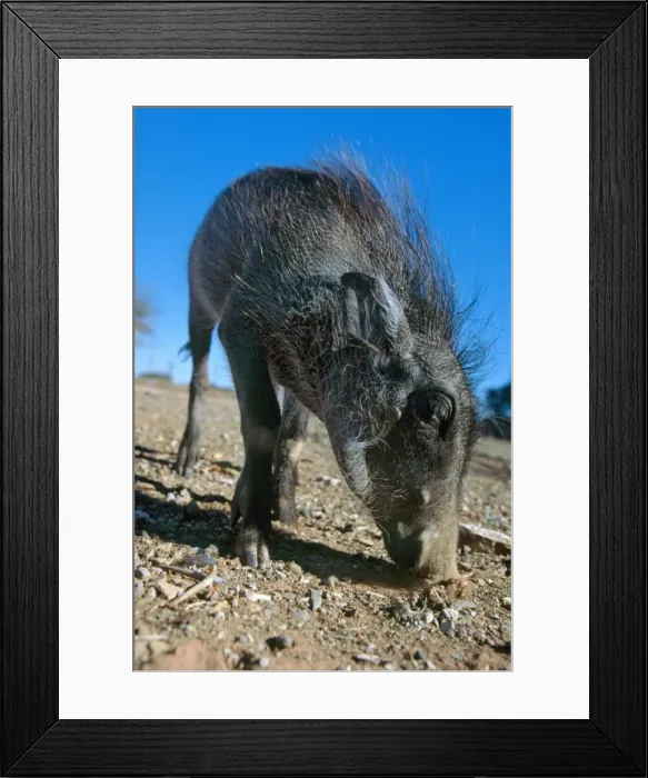 Framed Print : Warthog - Young warthog foraging for tubas. Etosha, Namibia. Africa Framed Print : Warthog - Young warthog foraging for tubas. Etosha, Namibia. Africa