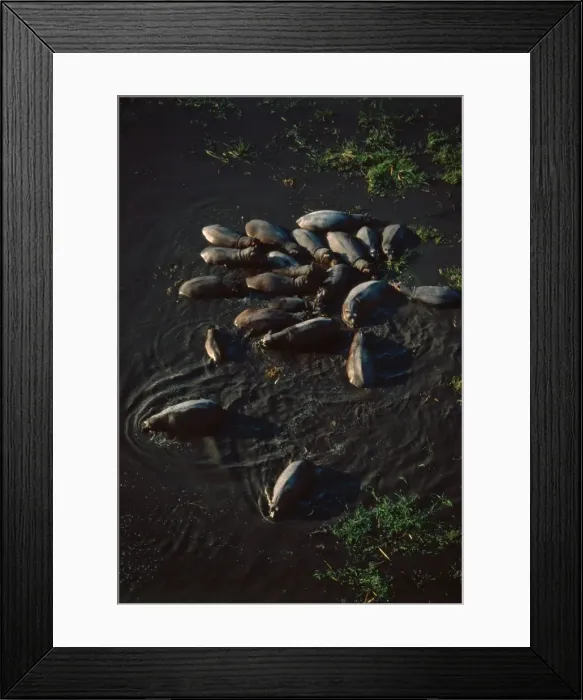 Framed Print : Hippo pod aerial - Hippo family groups, or pods, hold territories along African rivers and pools. Okavango, Botswana, Africa Framed Print : Hippo pod aerial - Hippo family groups, or pods, hold territories along African rivers and pools. Okavango, Botswana, Africa