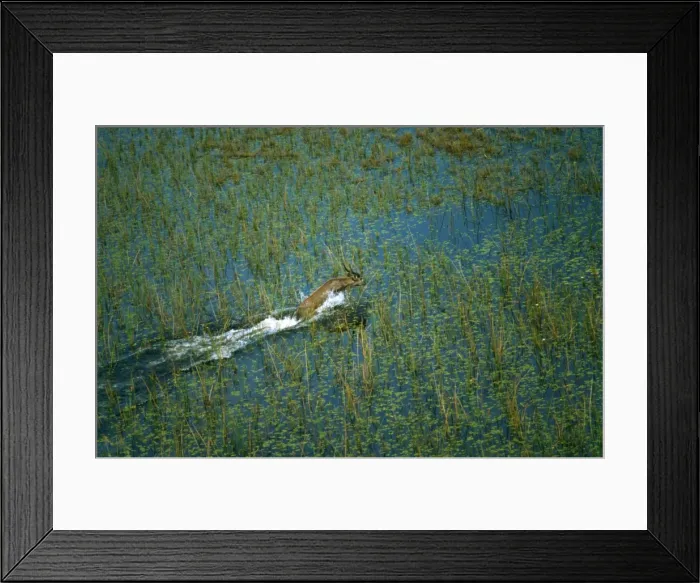 Framed Print : Male Sitatunga - Aerial view of male sitatunga leaping through marshland, its favoured habitat, where its long splayed hooves are adapted to this environment. Okavango, Botswana. Africa Framed Print : Male Sitatunga - Aerial view of male sitatunga leaping through marshland, its favoured habitat, where its long splayed hooves are adapted to this environment. Okavango, Botswana. Africa