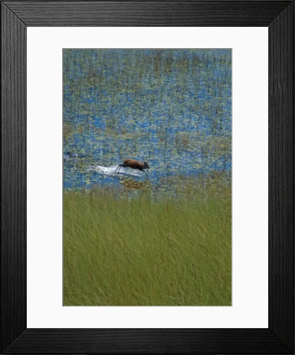 Framed Print : Sitatunga - A male sitatunga runs through a marsh. Its long splayed hooves are adapted for running through soft reedbeds, its favoured habitat. Okavango, Botswana. Africa Framed Print : Sitatunga - A male sitatunga runs through a marsh. Its long splayed hooves are adapted for running through soft reedbeds, its favoured habitat. Okavango, Botswana. Africa