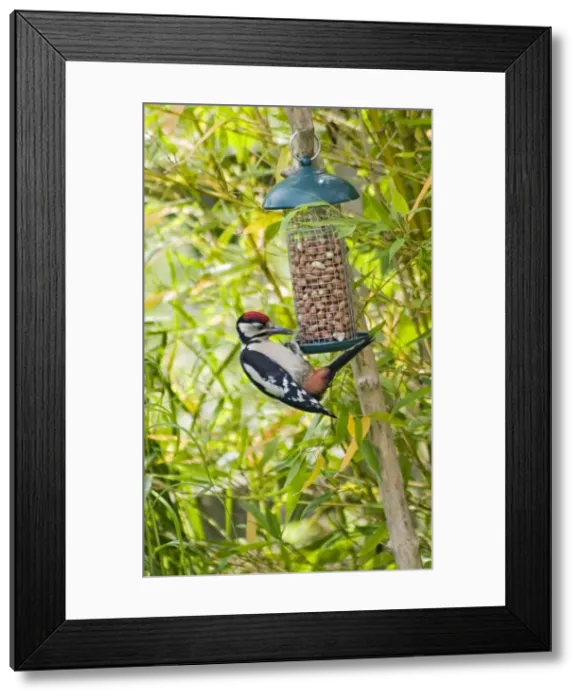 Framed Print : Great-Spotted Woodpecker - on nutfeeder. Oxfrodshire, UK Framed Print : Great-Spotted Woodpecker - on nutfeeder. Oxfrodshire, UK