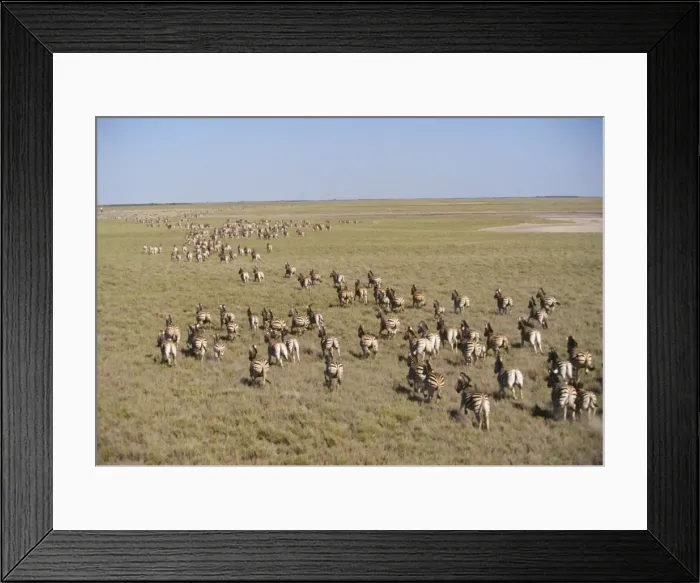 Framed Print : Zebra - migration Makgadikgadi Pans - Bostwana - July Framed Print : Zebra - migration Makgadikgadi Pans - Bostwana - July