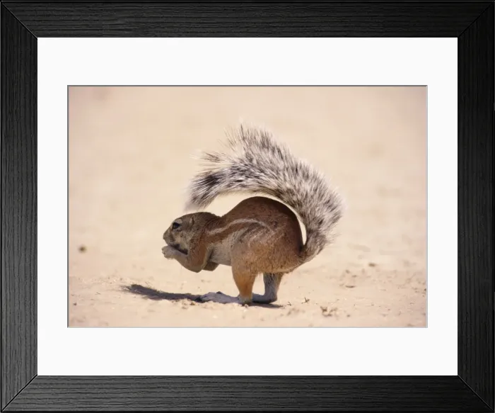Framed Print : Cape Ground Squirrel Botswana, Africa Framed Print : Cape Ground Squirrel Botswana, Africa
