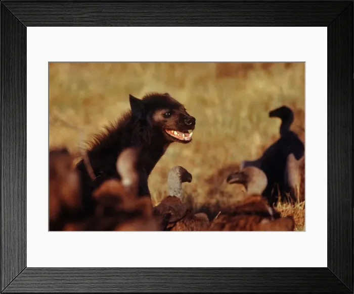 Framed Print : Spotted Hyaena Compete with vultures over carcasses Moremi, Botswana, Africa Framed Print : Spotted Hyaena Compete with vultures over carcasses Moremi, Botswana, Africa