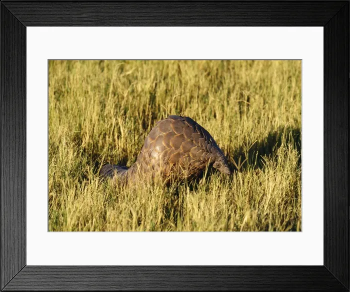 Framed Print : Ground Pangolin Botswana, Africa Framed Print : Ground Pangolin Botswana, Africa