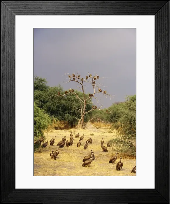 Framed Print : African White-backed Vulture - waiting near kill Botswana, Africa Framed Print : African White-backed Vulture - waiting near kill Botswana, Africa