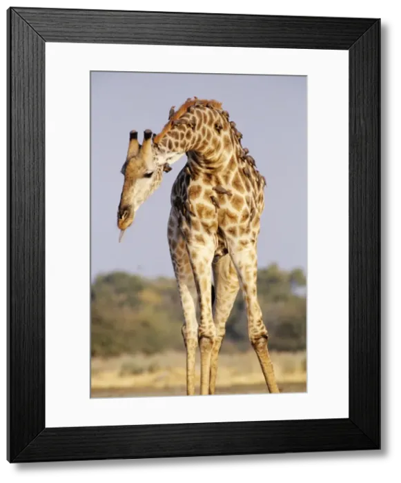 Framed Print : Southern Giraffe - with Oxpeckers (Buphagus africanus) Botswana, Africa Framed Print : Southern Giraffe - with Oxpeckers (Buphagus africanus) Botswana, Africa