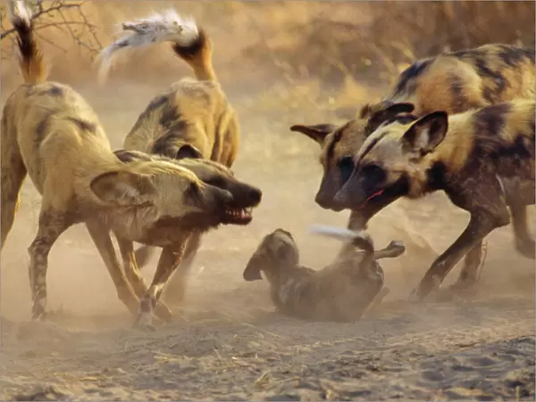 Wild African Hunting Dogs - greet pups Botswana, Africa