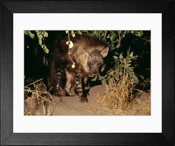 Framed Print : Brown Hyaena - at den Botswana, Africa Framed Print : Brown Hyaena - at den Botswana, Africa