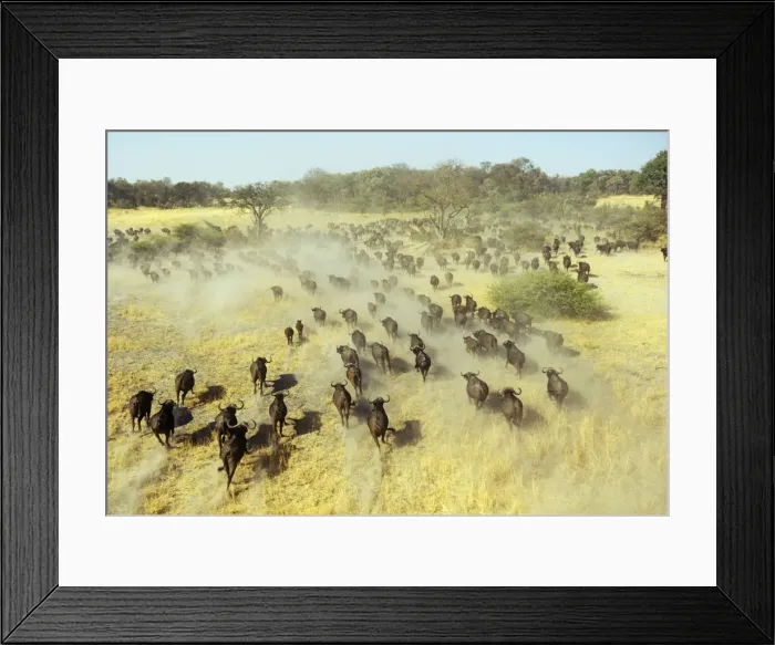 Framed Print : Buffalo - running Okavango Delta Botswana, Africa Framed Print : Buffalo - running Okavango Delta Botswana, Africa