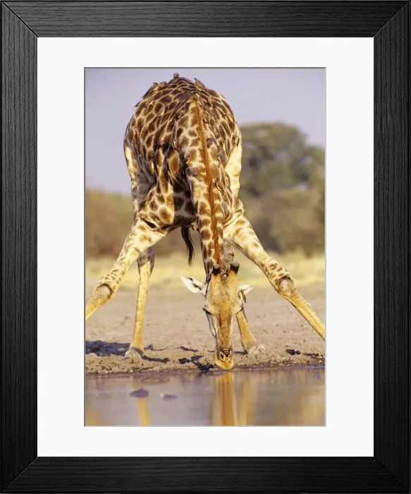 Framed Print : Southern Giraffe - drinking Botswana, Africa Framed Print : Southern Giraffe - drinking Botswana, Africa
