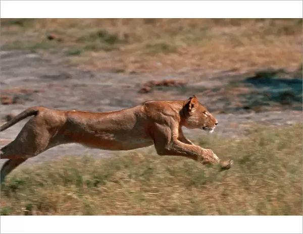 Lion Lioness running Moremi, Botswana, Africa