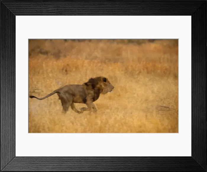 Framed Print : Lion - male, running Moremi, Botswana, Africa. Digital manipulation: removed Lion (Original CRH-364 not re-scanned)