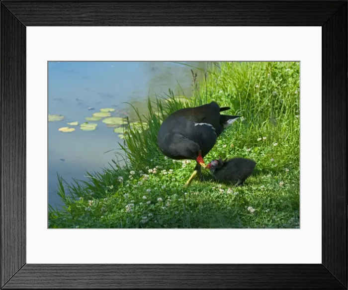 Framed Print : Moorhen - Feeding chick Oxforshire, England Framed Print : Moorhen - Feeding chick Oxforshire, England