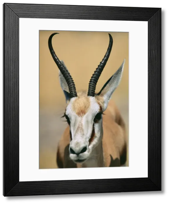 Framed Print : Springbok Male, Etosha National Park, Namibia Framed Print : Springbok Male, Etosha National Park, Namibia