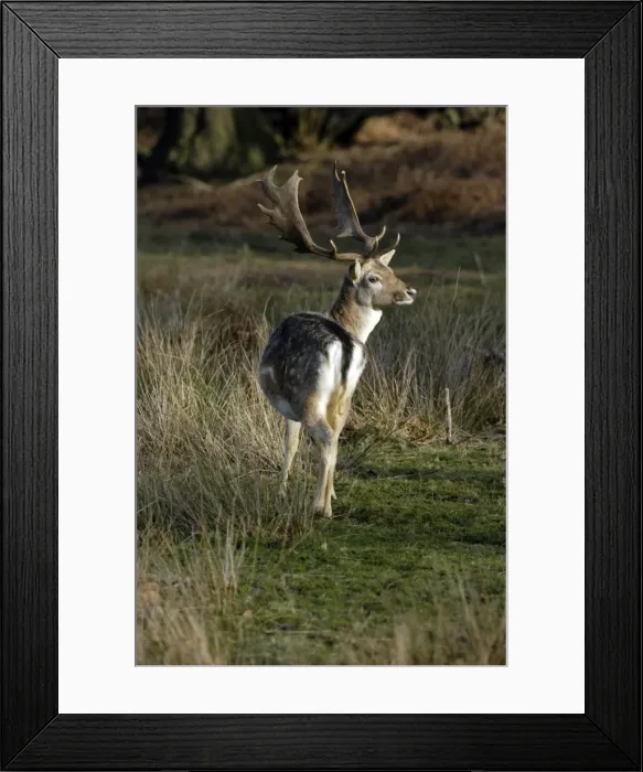 Framed Print : Fallow Deer - buck with palmate antlers. The winter coat is more uniform grey with spots less distinct. UK. December Framed Print : Fallow Deer - buck with palmate antlers. The winter coat is more uniform grey with spots less distinct. UK. December