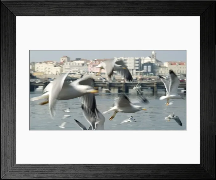 Framed Print : Seagull close-up - Peniche, Portugal. Because of the vibrant activity at this major Portugese fishing port, the quays are swarming with seagulls. November Framed Print : Seagull close-up - Peniche, Portugal. Because of the vibrant activity at this major Portugese fishing port, the quays are swarming with seagulls. November