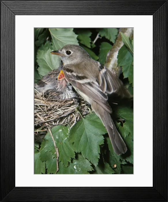 Framed Print : Least Flycatcher - with adopted Chipping Sparrows Framed Print : Least Flycatcher - with adopted Chipping Sparrows