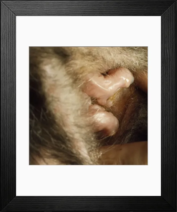 Framed Print : Opossum - new born babys in pouch Framed Print : Opossum - new born babys in pouch