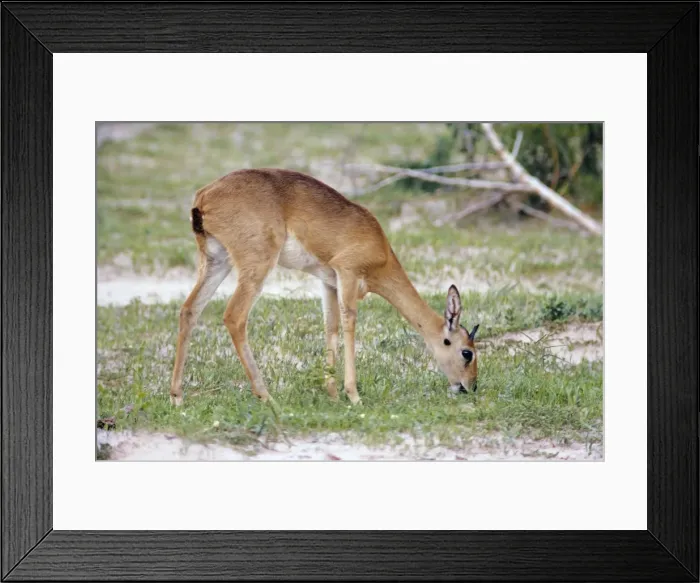 Framed Print : Oribi Uganda, Africa Framed Print : Oribi Uganda, Africa