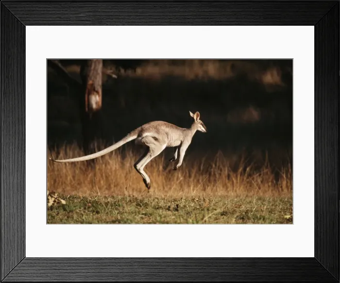 Framed Print : Whip-tail Wallaby Leaping. Kinchant Dam, Queensland, Australia Framed Print : Whip-tail Wallaby Leaping. Kinchant Dam, Queensland, Australia