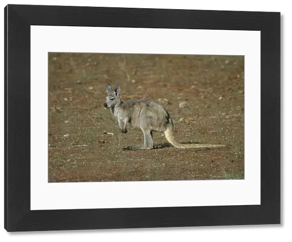 Common Euro  /  Wallaroo Flinders Ranges, South Australia, Australia