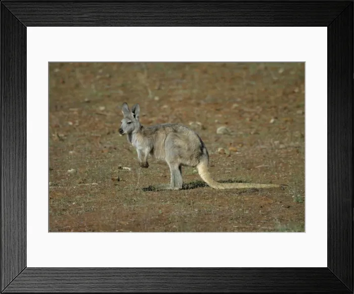 Framed Print : Common Euro / Wallaroo Flinders Ranges, South Australia, Australia Framed Print : Common Euro / Wallaroo Flinders Ranges, South Australia, Australia