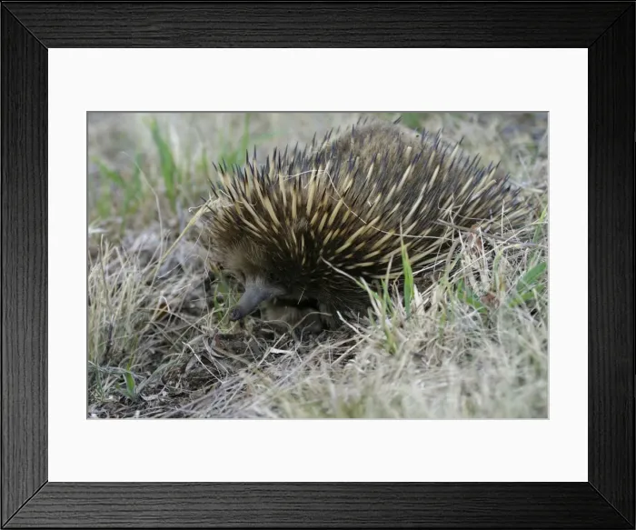 Framed Print : Short-beaked Echidna East coast of Tasmania, Australia Framed Print : Short-beaked Echidna East coast of Tasmania, Australia