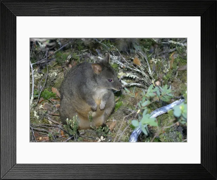 Framed Print : Tasmanian / Red-bellied Pademelon / Rufous Wallaby Cradle Mountain National Park, Tasmania, Australia Framed Print : Tasmanian / Red-bellied Pademelon / Rufous Wallaby Cradle Mountain National Park, Tasmania, Australia