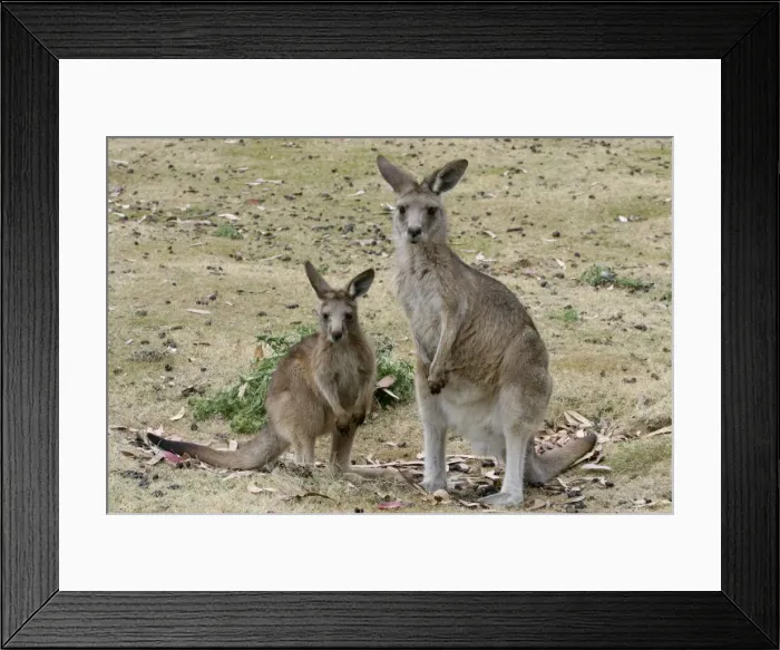 Framed Print : Bennetts / Red-necked Wallaby Captive in Tasmanian Devil Park, Tasmania, Australia Framed Print : Bennetts / Red-necked Wallaby Captive in Tasmanian Devil Park, Tasmania, Australia