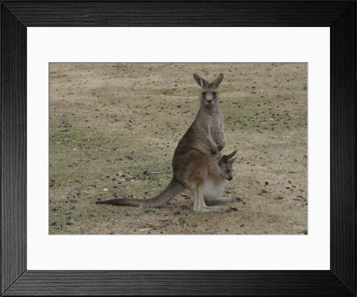 Framed Print : Bennetts  /  Red-necked Wallaby Adult with young in pouch Captive in Tasmanian Devil Park, Tasmania, Australia