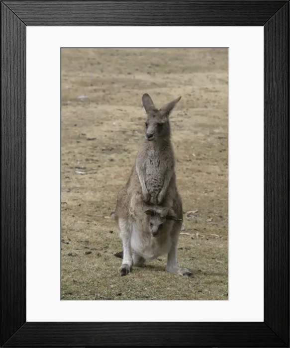 Framed Print : Bennetts / Red-necked Wallaby Adult with young in pouch Captive in Tasmanian Devil Park, Tasmania, Australia Framed Print : Bennetts / Red-necked Wallaby Adult with young in pouch Captive in Tasmanian Devil Park, Tasmania, Australia