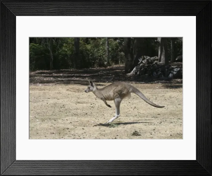 Framed Print : Bennetts / Red-necked Wallaby Captive in Tasmanian Devil Park, Tasmania, Australia Framed Print : Bennetts / Red-necked Wallaby Captive in Tasmanian Devil Park, Tasmania, Australia