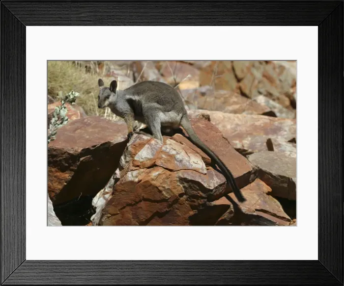 Framed Print : Black-footed Rock-wallaby Ormiston Gorge, West MacDonnell National Park, Nthn Territory, Australia Framed Print : Black-footed Rock-wallaby Ormiston Gorge, West MacDonnell National Park, Nthn Territory, Australia