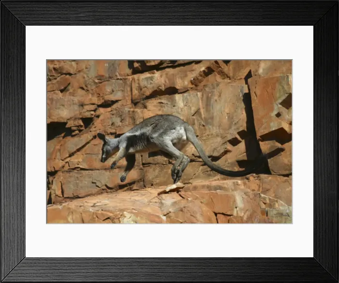 Framed Print : Black-footed Rock-wallaby Near Hugh River, West MacDonnell National Park, Nthn Territory, Australia Framed Print : Black-footed Rock-wallaby Near Hugh River, West MacDonnell National Park, Nthn Territory, Australia