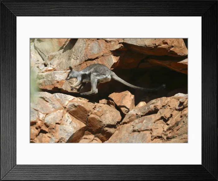 Framed Print : Black-footed Rock-wallaby Near Hugh River, West MacDonnell National Park, Nthn Territory, Australia Framed Print : Black-footed Rock-wallaby Near Hugh River, West MacDonnell National Park, Nthn Territory, Australia