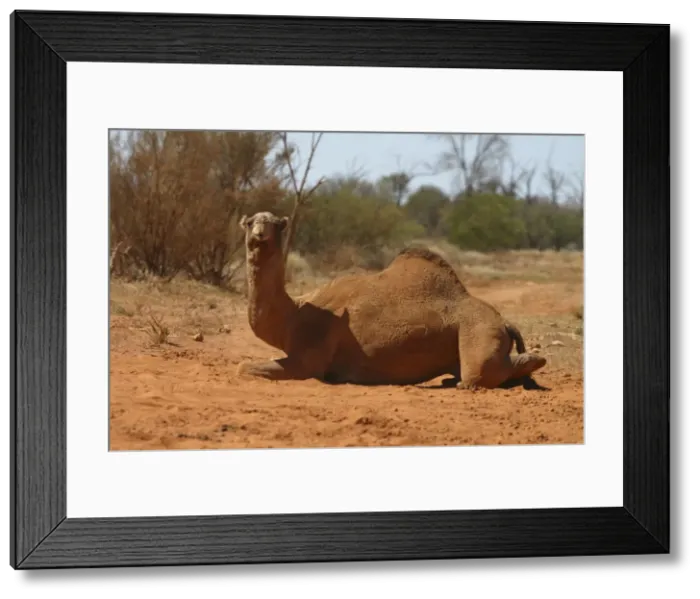 Framed Print : Camel Sitting down Newhaven Bird Sanctuary, Nthn Territory, Australia Framed Print : Camel Sitting down Newhaven Bird Sanctuary, Nthn Territory, Australia