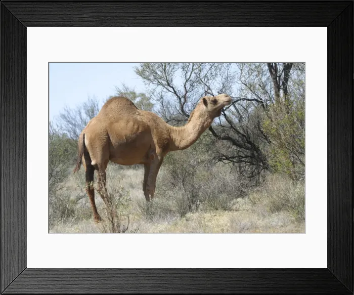 Framed Print : Camel Newhaven Bird Sanctuary, Nthn Territory, Australia Framed Print : Camel Newhaven Bird Sanctuary, Nthn Territory, Australia