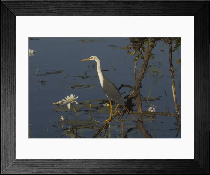 Framed Print : Pied Heron - Juvenile. At Marlgu Billabong, part of the Parry Lagoons Nature Reserve on the Lower Ord River Floodplain. Near Wyndham Western Australia. Australia Framed Print : Pied Heron - Juvenile. At Marlgu Billabong, part of the Parry Lagoons Nature Reserve on the Lower Ord River Floodplain. Near Wyndham Western Australia. Australia