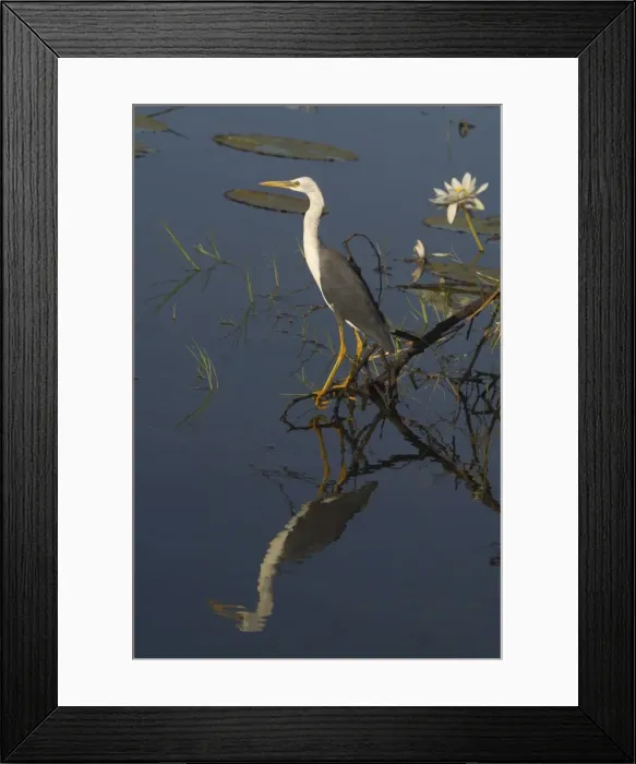 Framed Print : Pied Heron - Juvenile. At Marlgu Billabong, part of the Parry Lagoons Nature Reserve on the Lower Ord River Floodplain. Near Wyndham Western Australia. Australia Framed Print : Pied Heron - Juvenile. At Marlgu Billabong, part of the Parry Lagoons Nature Reserve on the Lower Ord River Floodplain. Near Wyndham Western Australia. Australia