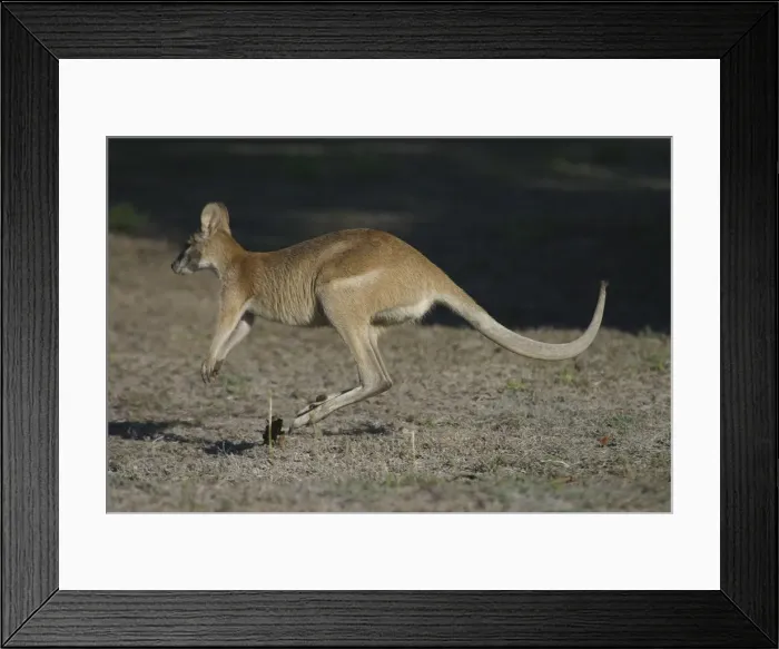 Framed Print : Agile Wallaby - Quite common and is considered a pest in farming areas as it will take crops and feed on pasture. Normally feeds on native grasses and in dry areas will dig for roots Framed Print : Agile Wallaby - Quite common and is considered a pest in farming areas as it will take crops and feed on pasture. Normally feeds on native grasses and in dry areas will dig for roots