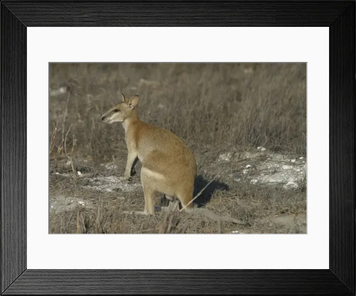 Framed Print : Agile Wallaby - Quite common and is considered a pest in farming areas as it will take crops and feed on pasture. Normally feeds on native grasses and in dry areas will dig for roots Framed Print : Agile Wallaby - Quite common and is considered a pest in farming areas as it will take crops and feed on pasture. Normally feeds on native grasses and in dry areas will dig for roots