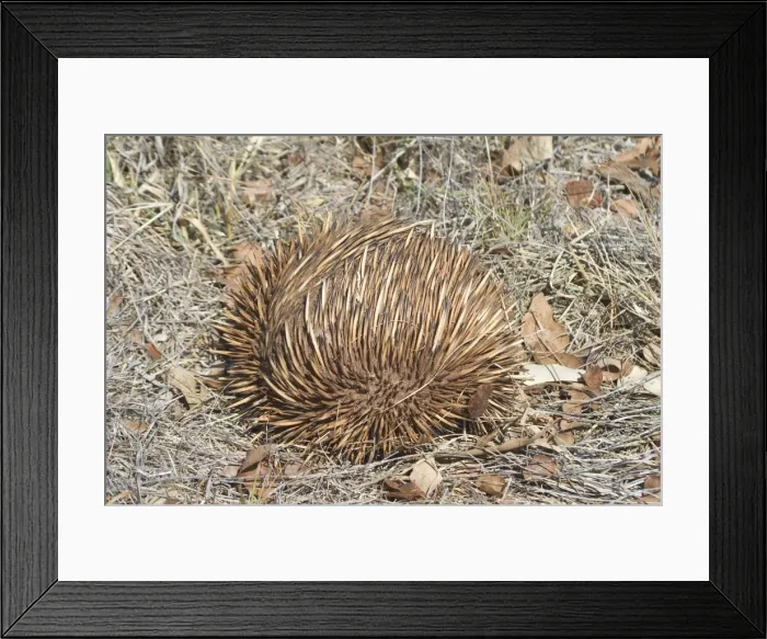 Framed Print : Australian Short-beaked Echidna - Rolled into a protective ball. Found throughout most of Australia where adults are solitary except during the winter breeding season Framed Print : Australian Short-beaked Echidna - Rolled into a protective ball. Found throughout most of Australia where adults are solitary except during the winter breeding season