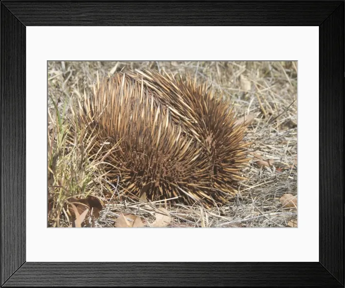 Framed Print : Australian Short-beaked Echidna - Rolled into a protective ball. Found throughout most of Australia where adults are solitary except during the winter breeding season Framed Print : Australian Short-beaked Echidna - Rolled into a protective ball. Found throughout most of Australia where adults are solitary except during the winter breeding season