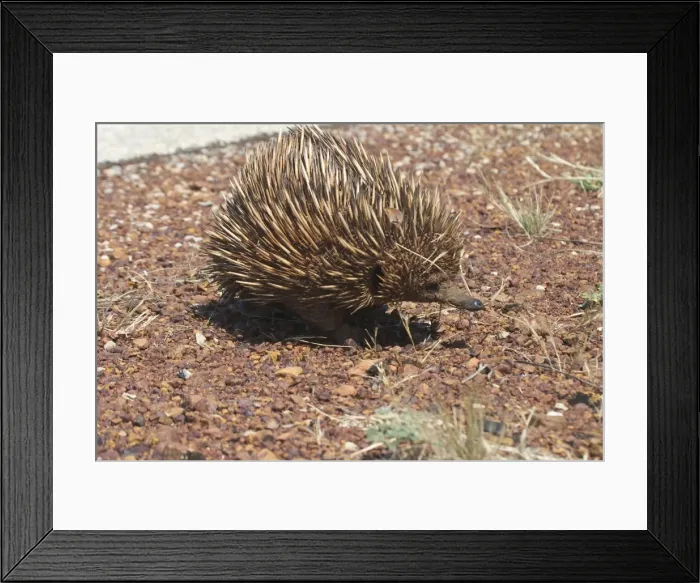 Framed Print : Australian Short-beaked Echidna - This animal was crossing the road a dangerous place where some are killed. Found throughout most of Australia where adults are solitary except during the winter breeding season Framed Print : Australian Short-beaked Echidna - This animal was crossing the road a dangerous place where some are killed. Found throughout most of Australia where adults are solitary except during the winter breeding season