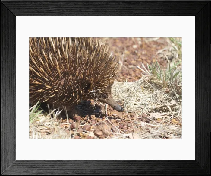 Framed Print : Australian Short-beaked Echidna - Found throughout most of Australia where adults are solitary except during the winter breeding season. Just 1 egg is laid Framed Print : Australian Short-beaked Echidna - Found throughout most of Australia where adults are solitary except during the winter breeding season. Just 1 egg is laid