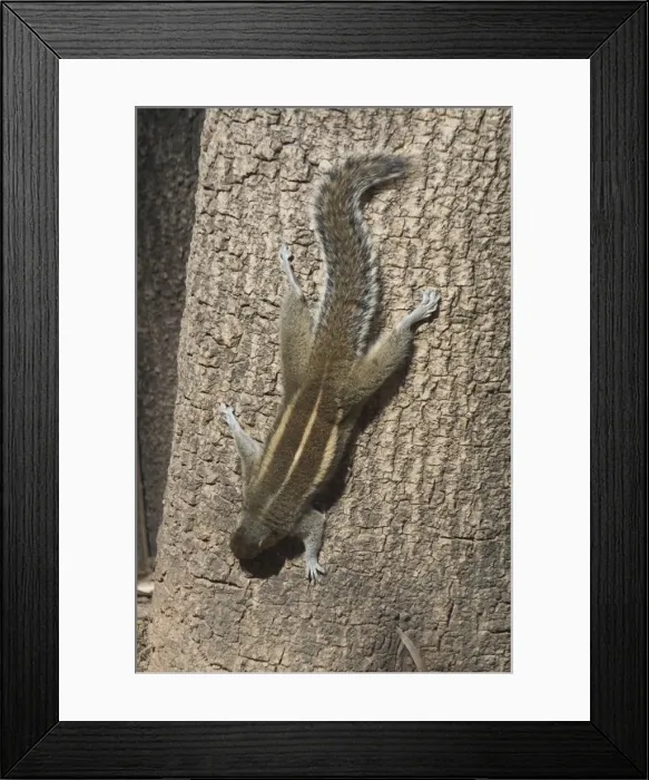 Framed Print : Indian / Three-striped Palm Squirrel - This was a wild squirrel photographed in the Mysore Zoo as it descended a tree towards rubbish on the ground. Largely a species of the southern half of India Framed Print : Indian / Three-striped Palm Squirrel - This was a wild squirrel photographed in the Mysore Zoo as it descended a tree towards rubbish on the ground. Largely a species of the southern half of India